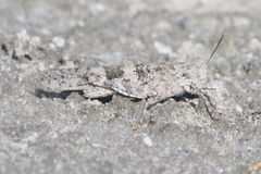 Trimerotropis salina