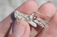 Trimerotropis salina