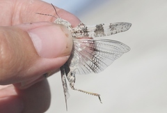 Trimerotropis salina