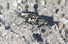 Cicindela willistoni echo