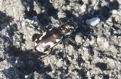 Cicindela willistoni echo