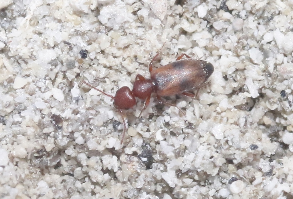 Tanarthrus inyo