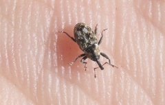 Cosmobaris scolopacea