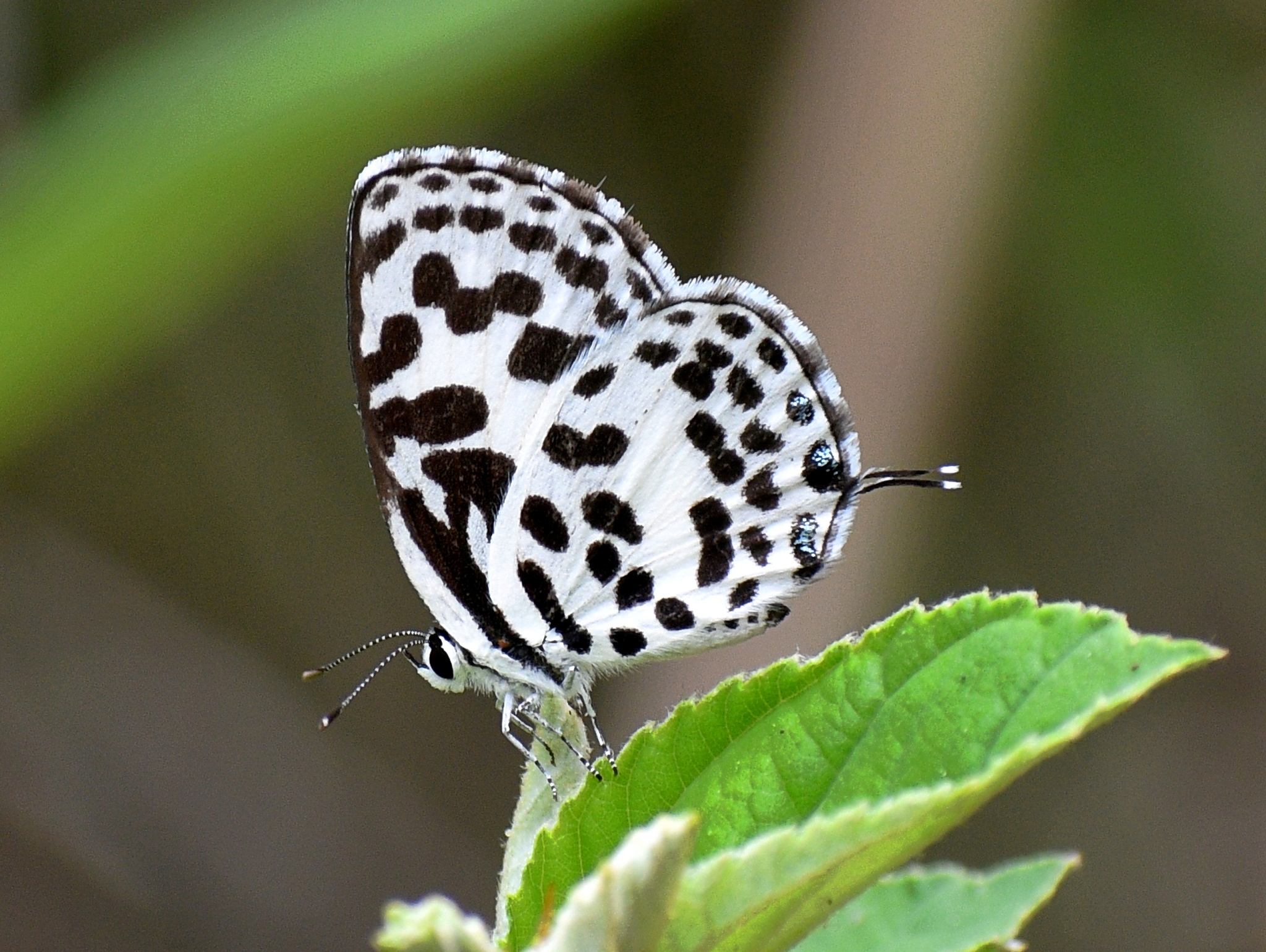 Common Pierrot