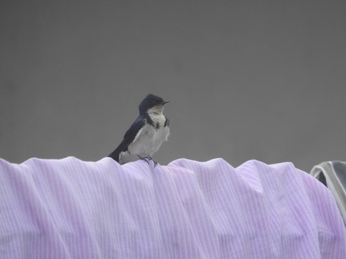 Ethiopian Swallow