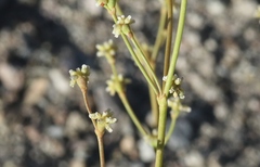 Eriogonum ampullaceum