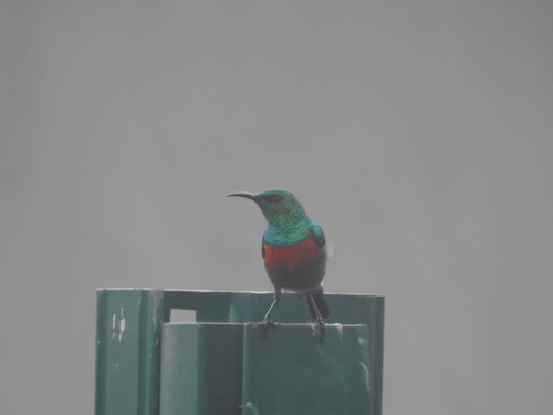 Olive-bellied Sunbird