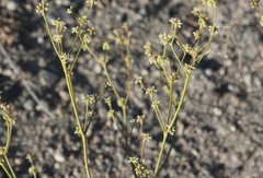 Eriogonum ampullaceum