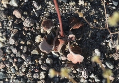 Eriogonum ampullaceum