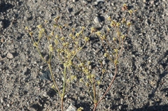 Eriogonum ampullaceum
