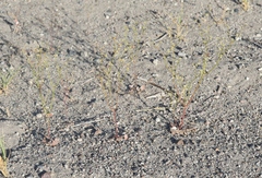 Eriogonum ampullaceum