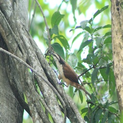 Campylorhynchus chiapensis