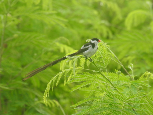 Pin-tailed Whydah