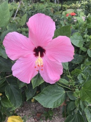 Hibiscus