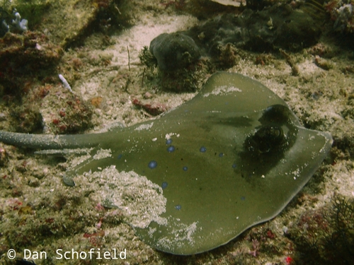 Australian Bluespotted Maskray (Neotrygon australiae)
