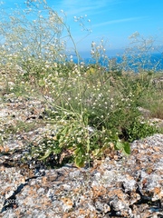 Crambe koktebelica, photograph (c) SIA, some rights reserved (CC BY)