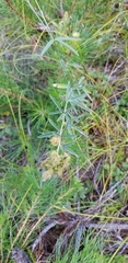 Lespedeza angustifolia