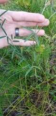 Lespedeza angustifolia