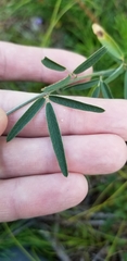 Lespedeza angustifolia