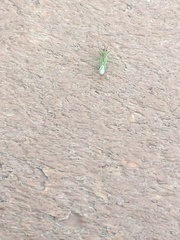 Blepharidopterus angulatus