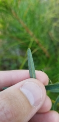 Lespedeza angustifolia