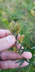 Lespedeza angustifolia