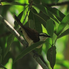 Campylorhynchus chiapensis