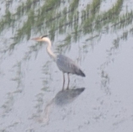 Grey Heron