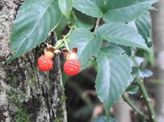 Rubus leucanthus