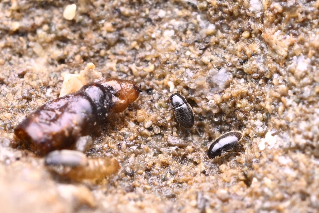 Ptenidium punctatum