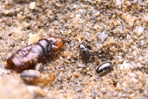 Ptenidium punctatum