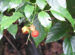 Rubus leucanthus