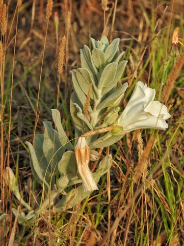 Convolvulus persicus, photograph 2