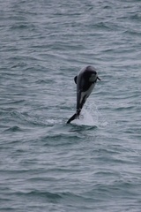 Cephalorhynchus hectori