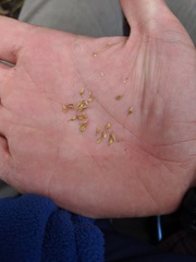 Carex × subviridula