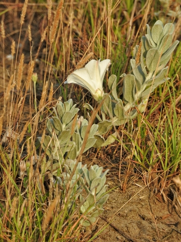 Convolvulus persicus, photograph 3