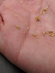 Carex × subviridula