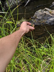 Carex × subviridula