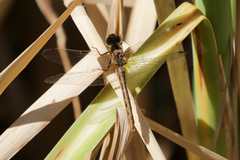 Sympetrum pallipes