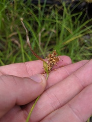 Carex × subviridula