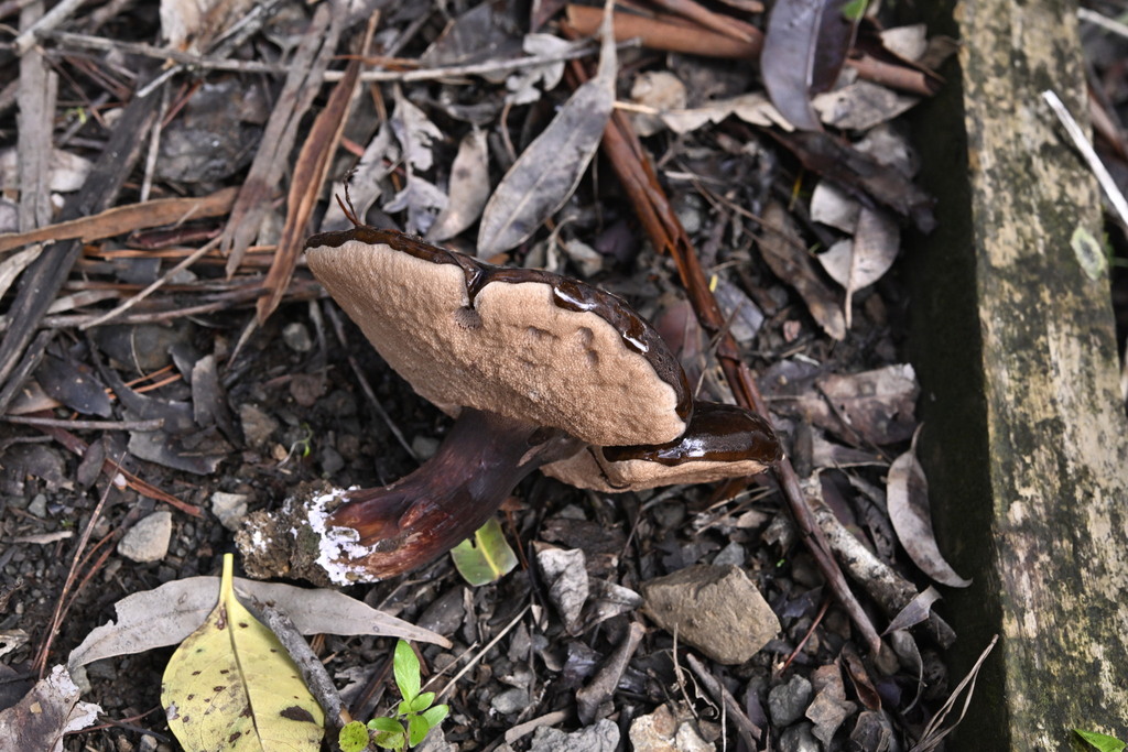 Tylopilus formosus · May 2025 · photo: © invertebratist (iNaturalist, cc-by-nc)