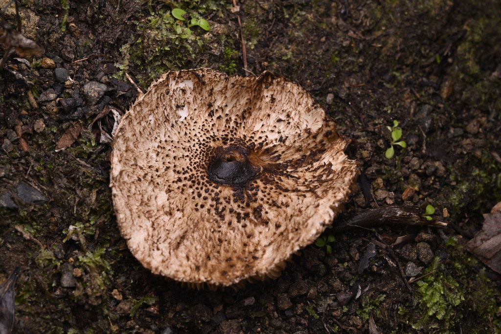 Macrolepiota clelandii · May 2025 · photo: © invertebratist (iNaturalist, cc-by-nc)
