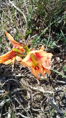 Gladiolus meliusculus