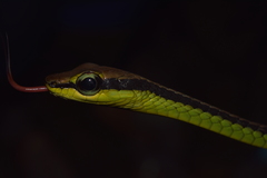 Dendrelaphis formosus