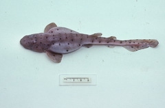 Saddled Swellshark photo 1