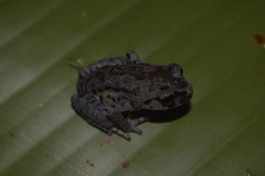 Leptobrachium hasseltii
