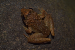 Limnonectes microdiscus