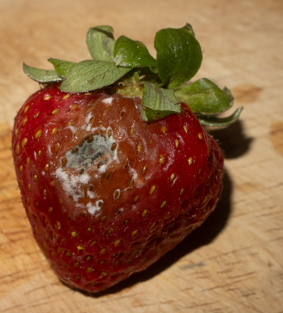 Botrytis