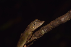 Aphaniotis acutirostris