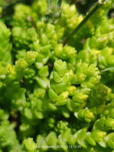 Biting Stonecrop